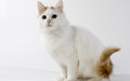 Turkish Van