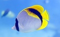 Butterflyfish