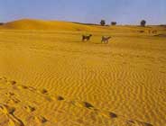 Unending sand dunes of Barmer