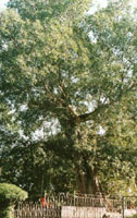 bodhi tree