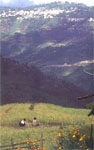 Kanchanjunga mountain with its scenic beauty,Sikkim