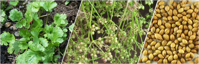 Coriander