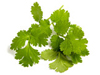 Coriander