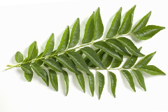 Curry leaves