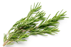 Rosemary