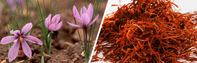 Saffron Spices  Kesar, Zafran, Kumkumapuvu