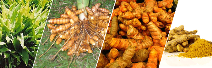 Turmeric