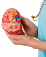 Polycystic Kidney Disease