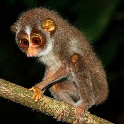 TN to have the countrys first sanctuary for Slender Loris