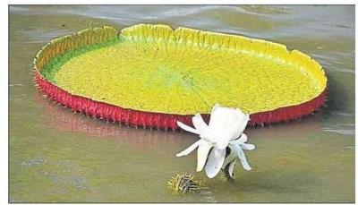 Largest water lily blooms in NBRI, first in North India