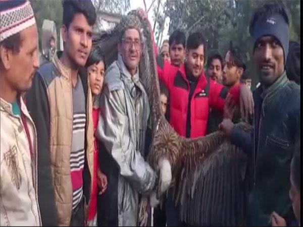 Rare Himalayan Griffon Vulture captured from Kanpur cemetery