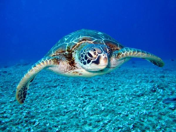 Sharjah aquarium releases 8 endangered turtles back to their natural habitat in celebration of World Turtle Day