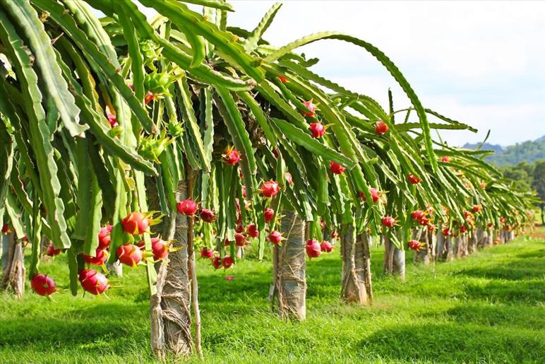 How dragon fruit cultivation has emerged as game changer for Tripura farmer