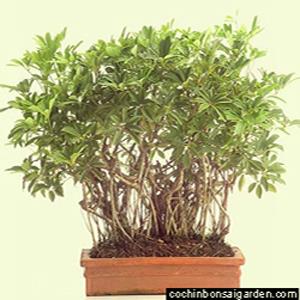 Raising a Bonsai by Cochin Bonsai Garden 