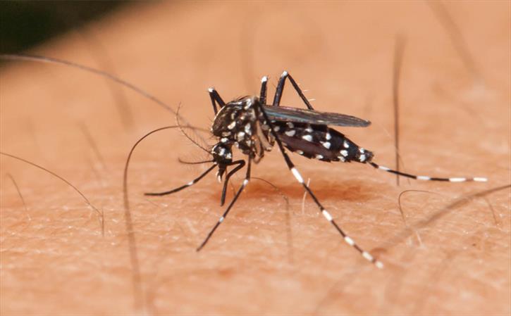Zika Fever - Viral epidemic from Aedes mosquito