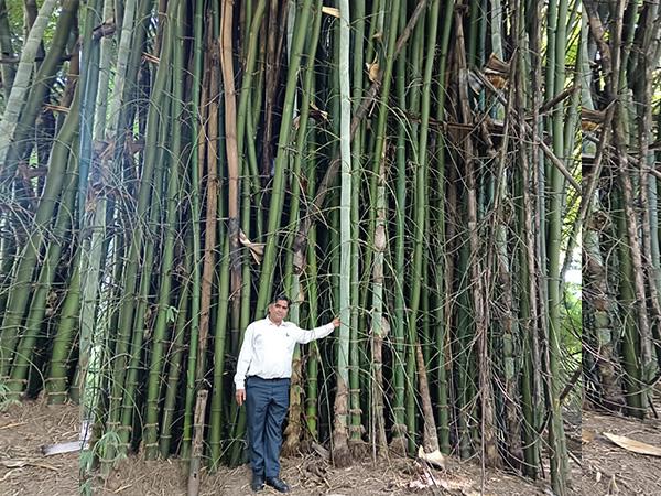 Green miracle on grey land: NEERI scientist transforms wasteland into lush bamboo forest at Koradi