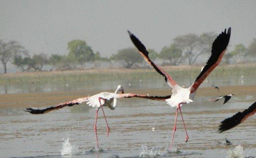 In a first, greater flamingoes spotted in Himachal's Pong wetlands
