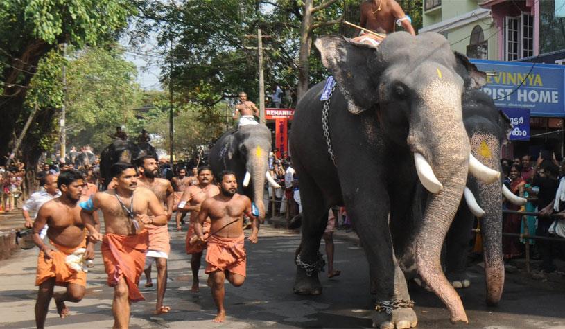 March 9th - Aanayottam / Elephant Race At Guruvayur Temple