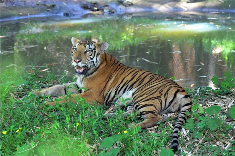 Most enthralling tiger destinations around the world
