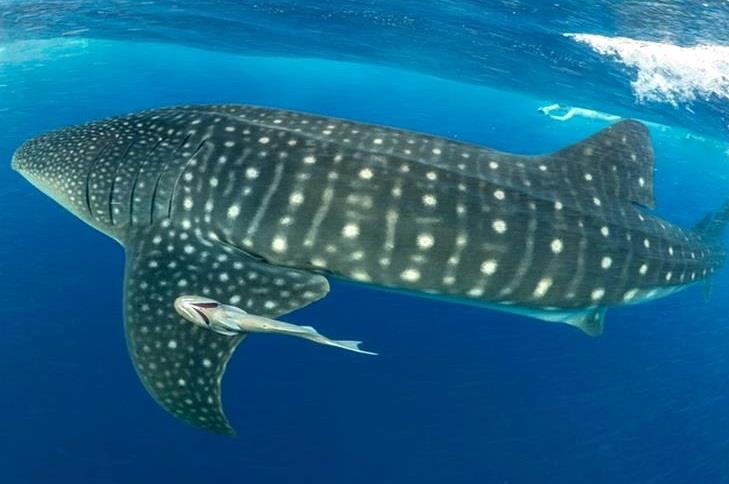 Saving the largest fish on planet earth by Sajan John, Wildlife, Animals and Plant Life Article Saving the largest fish on planet earth by Sajan John, Wildlife, Animals and Plant Life Article