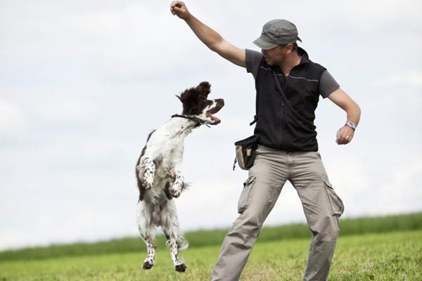 Animal training- The perfect career for an animal lover