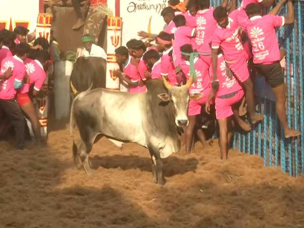 Pongal '19: Madurai celebrates Jallikattu