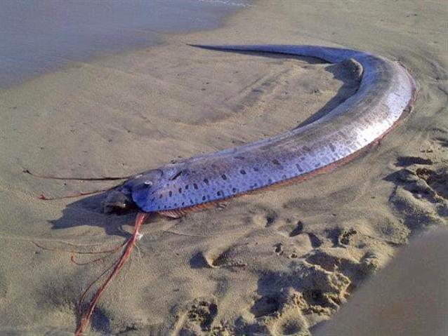 Rare fish sightings in Japan raise quake, tsunami fears