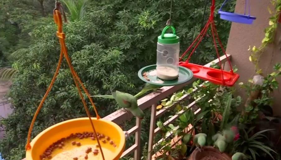 Pune girl befriended over dozen parrots during COVID-induced lockdown