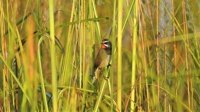 Unusual sighting of Chinese Rubythroat at Haiderpur Wetland