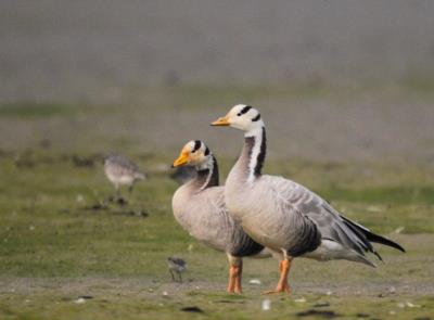 Water birds declined by 28% in Kaziranga National Park in one year