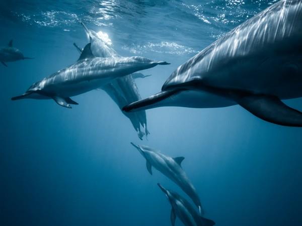 Large groups of southern fin whales documented in the Antarctic, after the ban on whaling