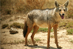 jackal wildlife tribe civets mongoose dog throughout india